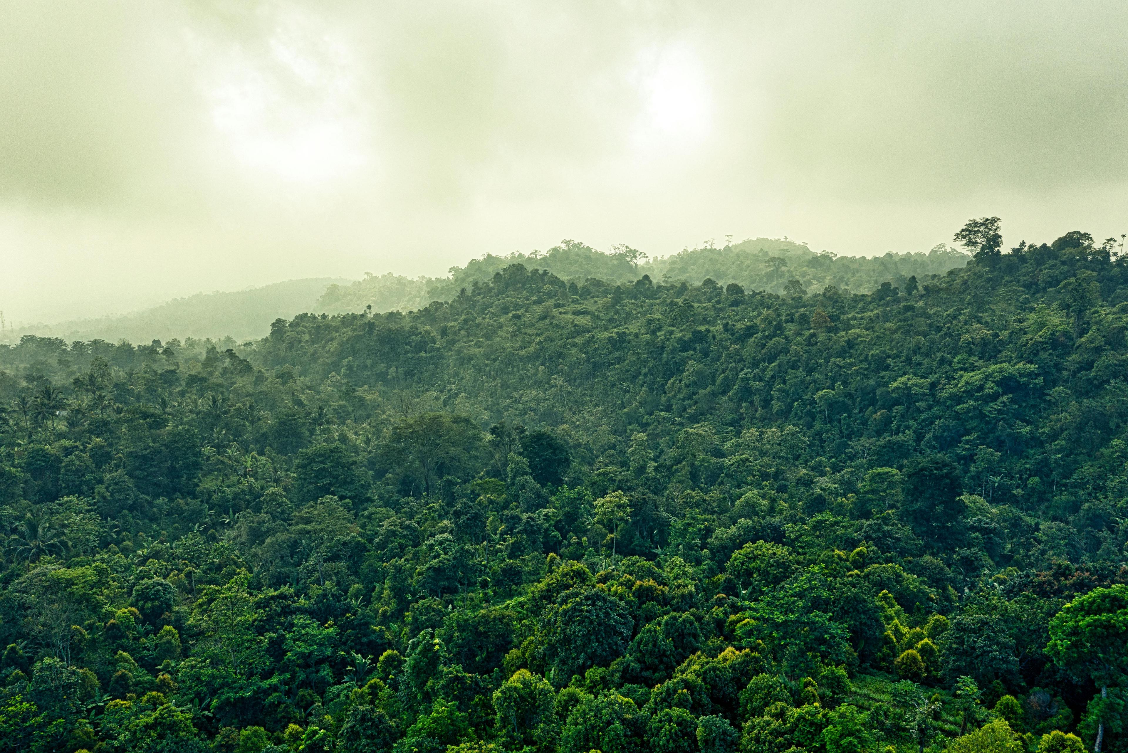 Lush green forest landscape with misty atmosphere